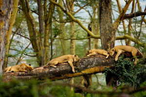 Sleeping Lions757476844 300x200 - Sleeping Lions - Squirrel, Sleeping, Lions
